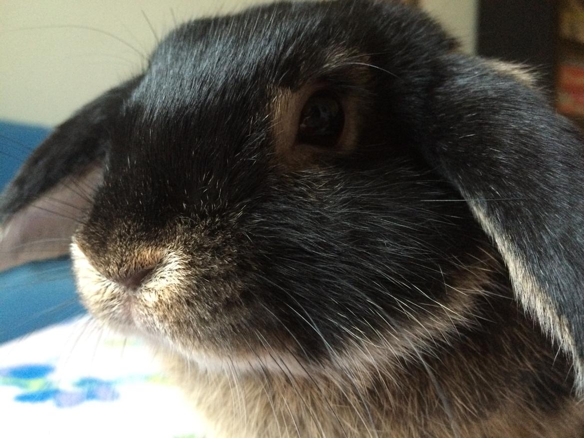 Kanin Studsdals Hero <3 (opdateret) billede 14