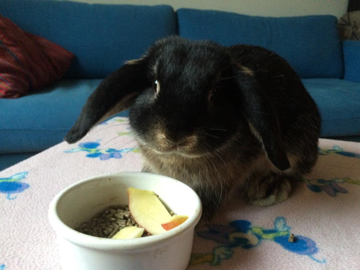 Kanin Studsdals Hero <3 (opdateret) billede 15