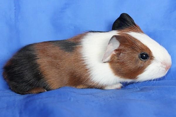 Marsvin Koreskas XBALAMKA billede 3