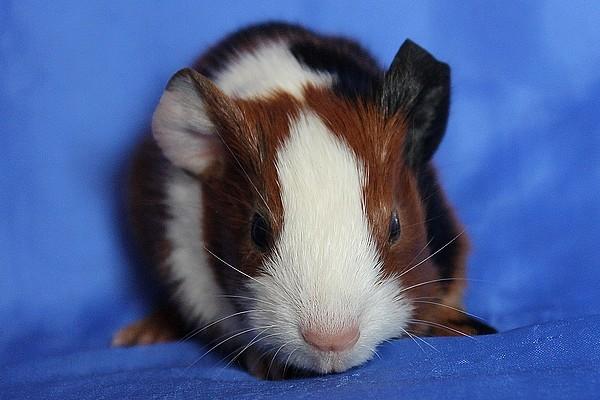 Marsvin Koreskas XBALAMKA billede 4