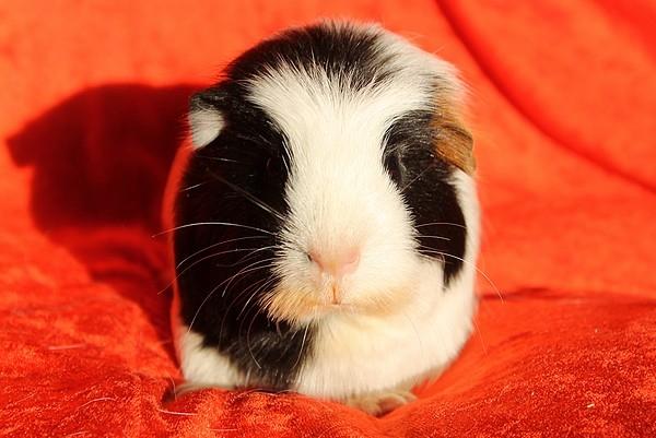 Marsvin Koreskas TAILLOW billede 11