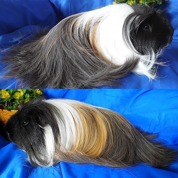 Marsvin Koreskas BLACK JACK billede 1