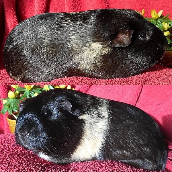 Marsvin Koreskas JUST LIKE MARION billede 1