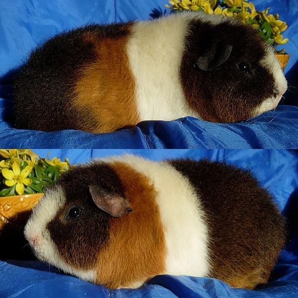 Marsvin Koreskas IKAROS billede 1