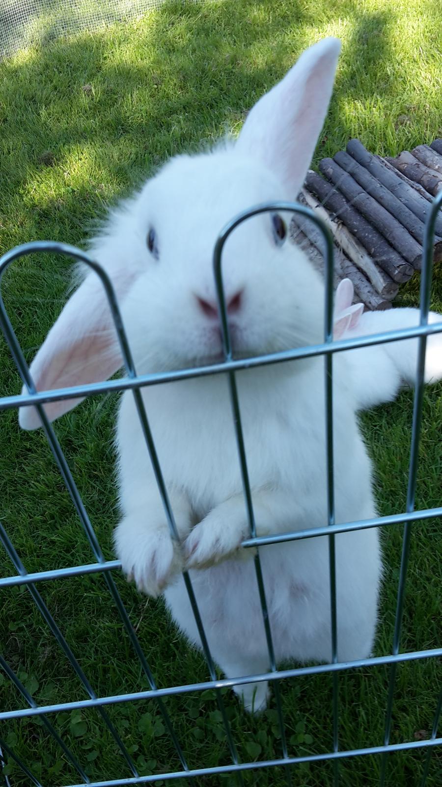 Kanin Molly tidligere kanin billede 1