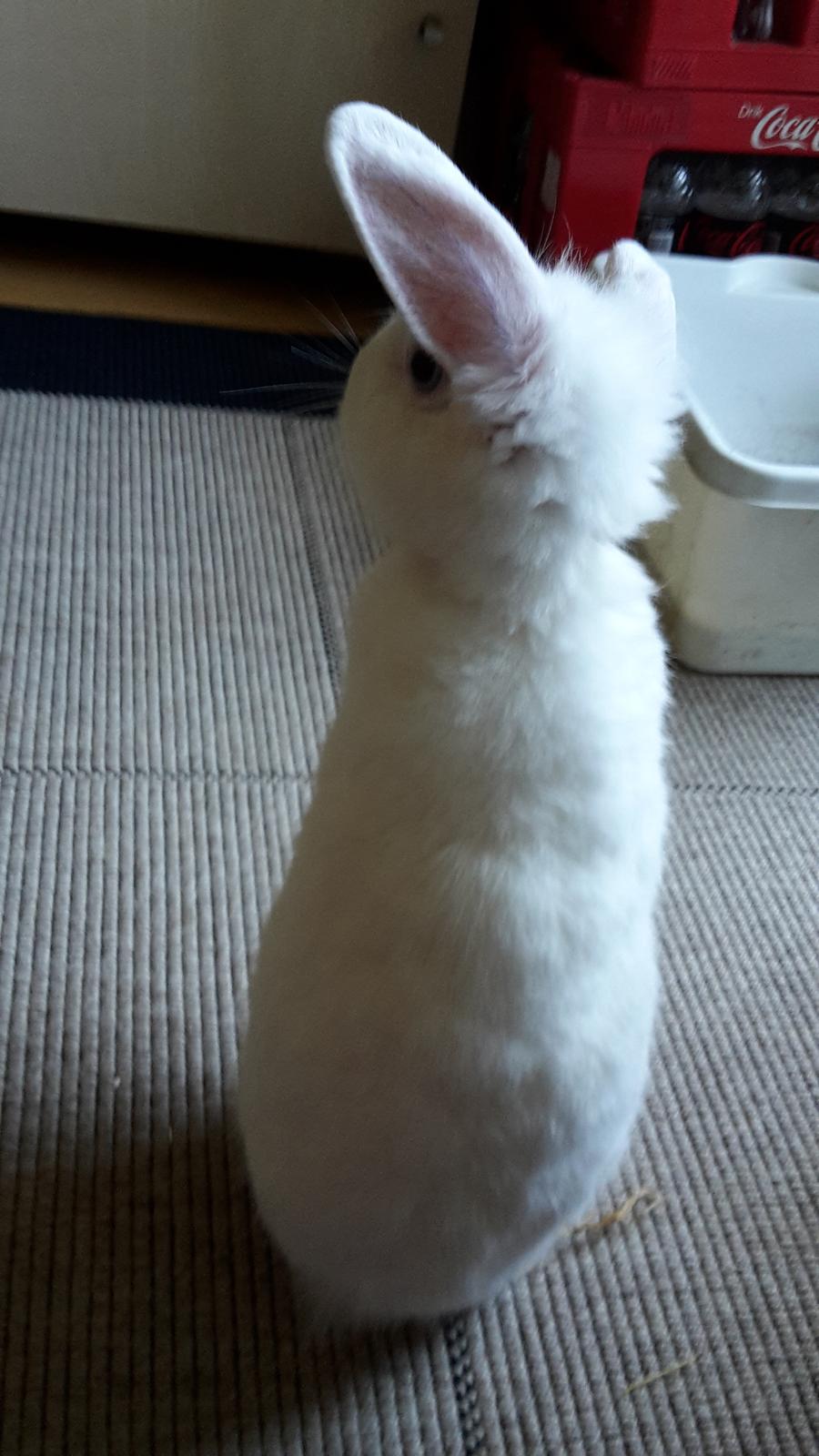 Kanin Molly tidligere kanin billede 2