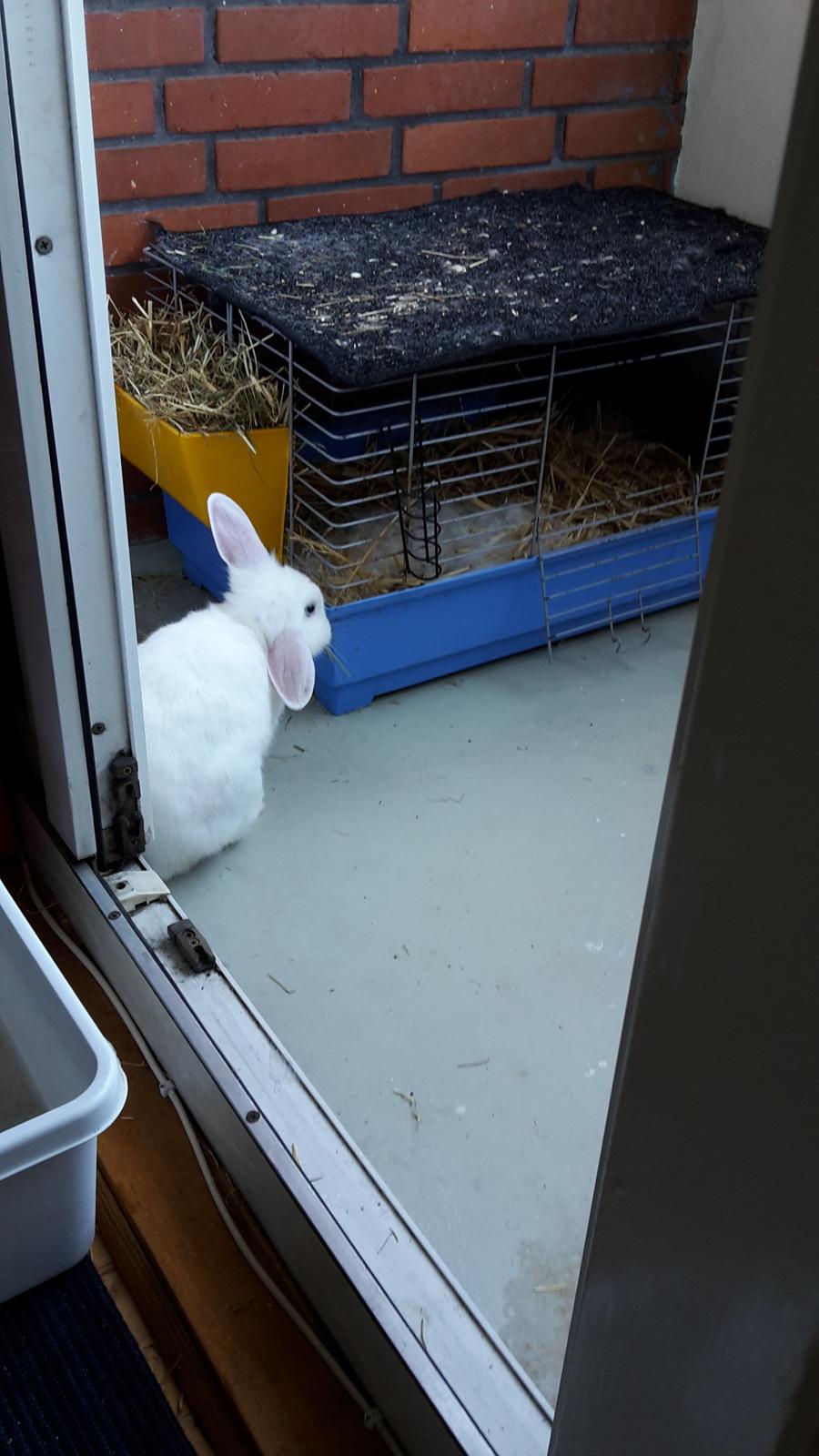 Kanin Molly tidligere kanin billede 3