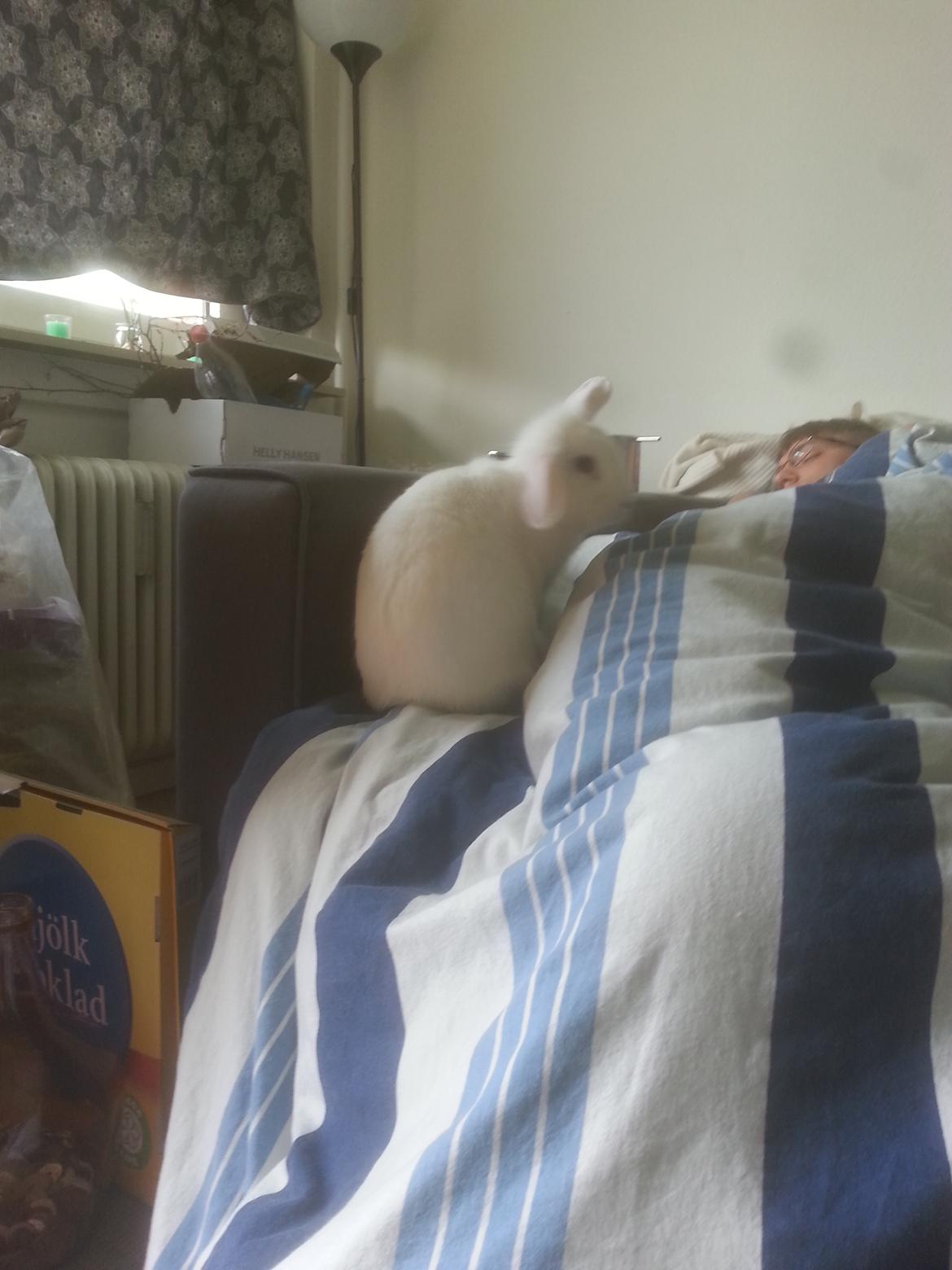 Kanin Molly tidligere kanin billede 4