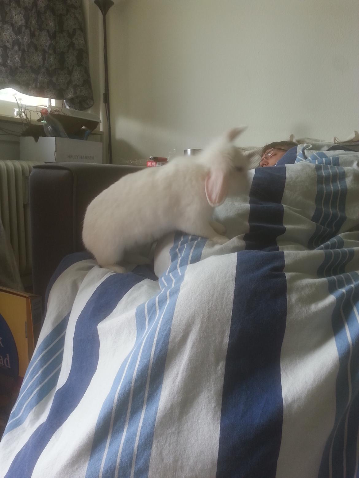 Kanin Molly tidligere kanin billede 5