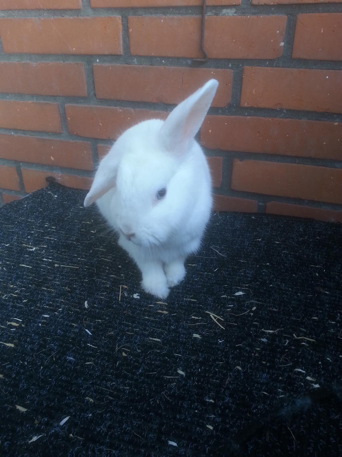 Kanin Molly tidligere kanin billede 6