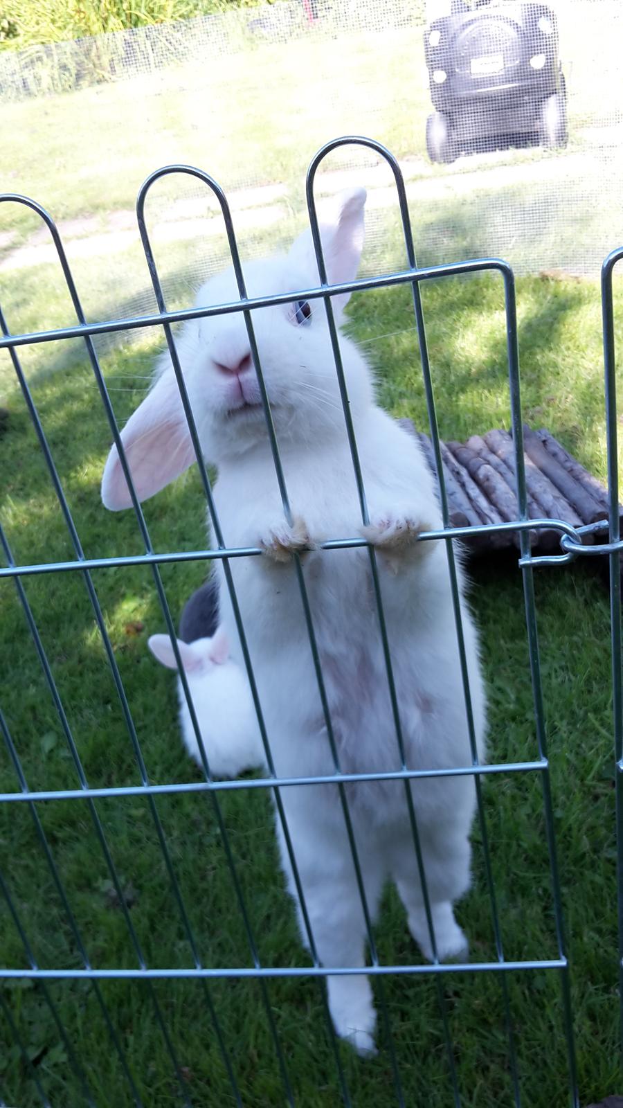 Kanin Molly tidligere kanin billede 7