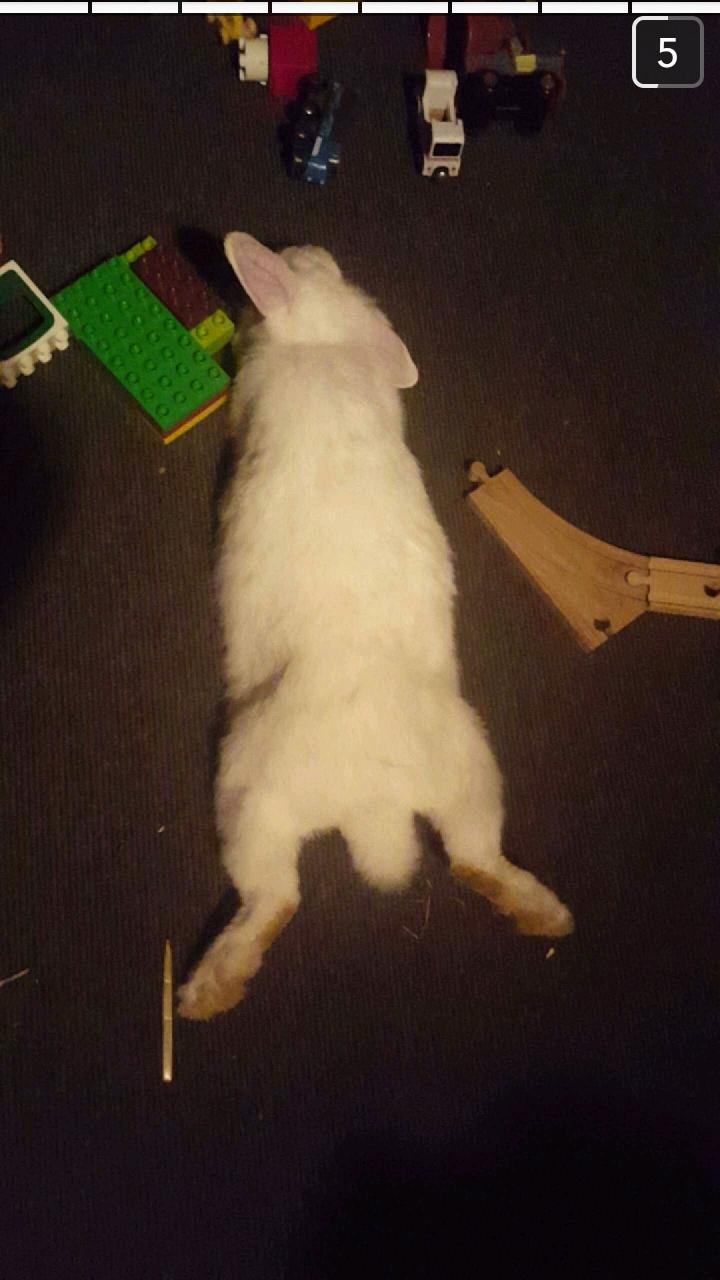 Kanin Molly tidligere kanin billede 8