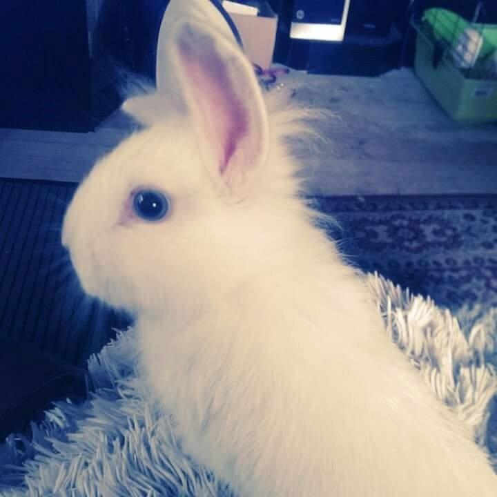 Kanin Molly tidligere kanin billede 9