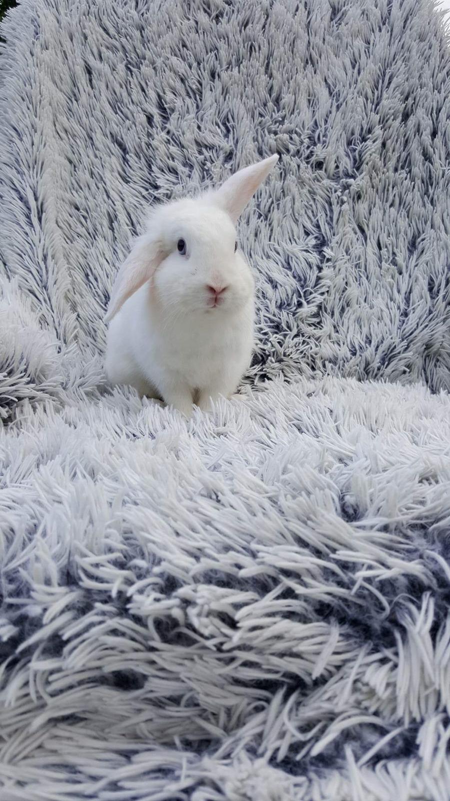 Kanin Molly tidligere kanin billede 10