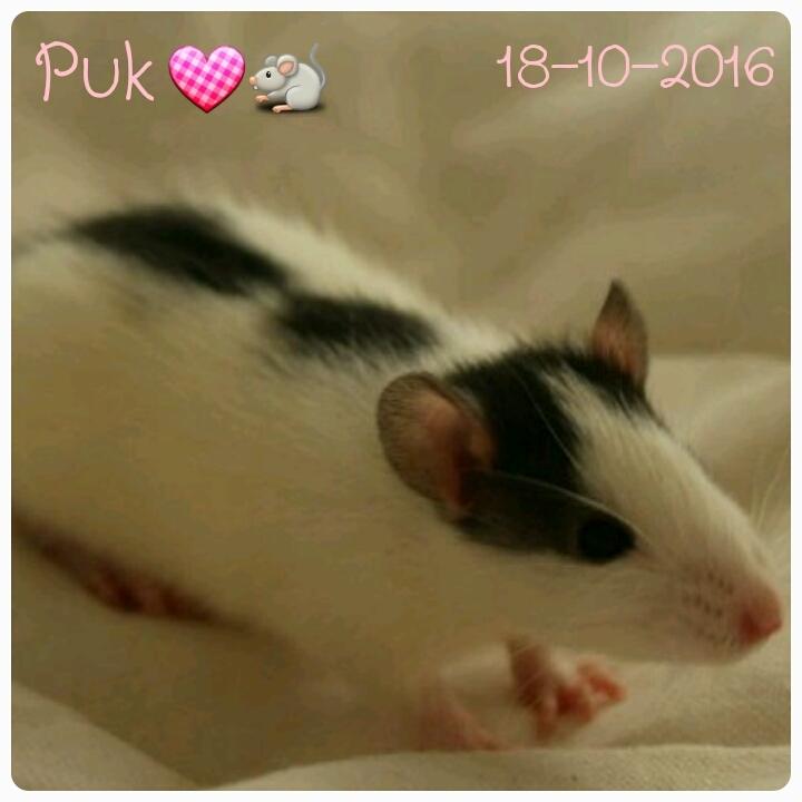 Tamrotte Puk -RIP billede 1