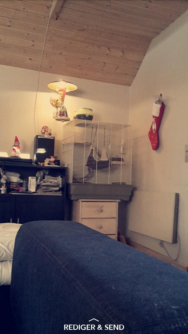 Tamrotte Puk -RIP billede 2