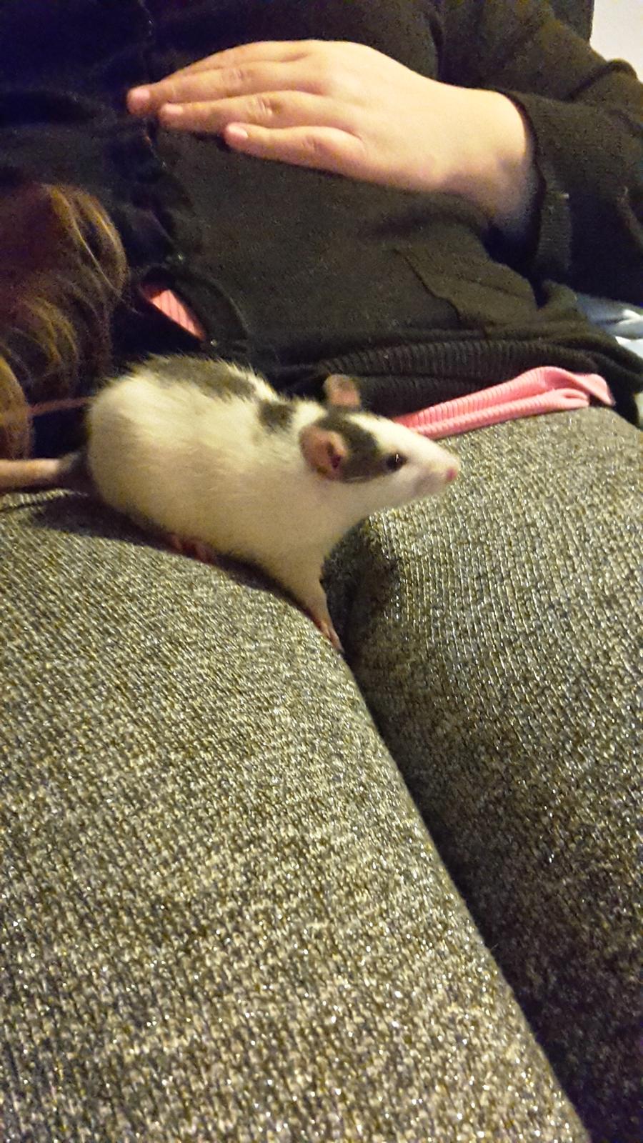 Tamrotte Puk -RIP billede 3