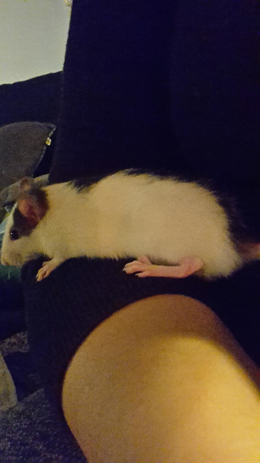 Tamrotte Puk -RIP billede 4