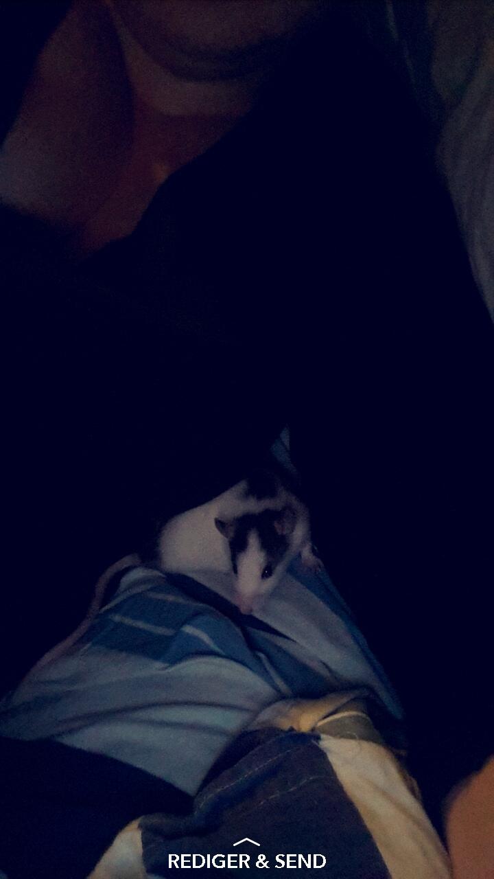 Tamrotte Puk -RIP billede 5