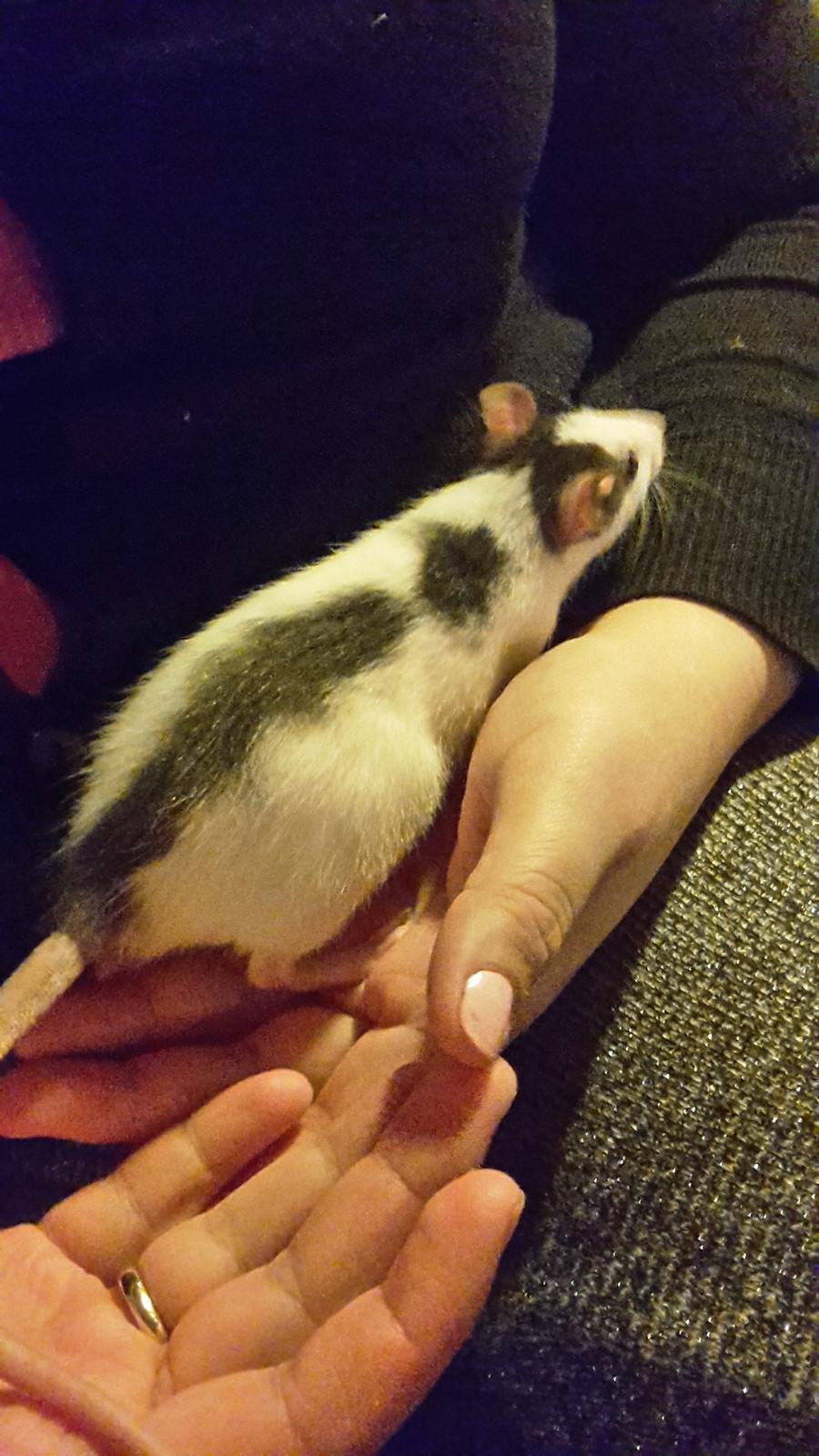 Tamrotte Puk -RIP billede 7