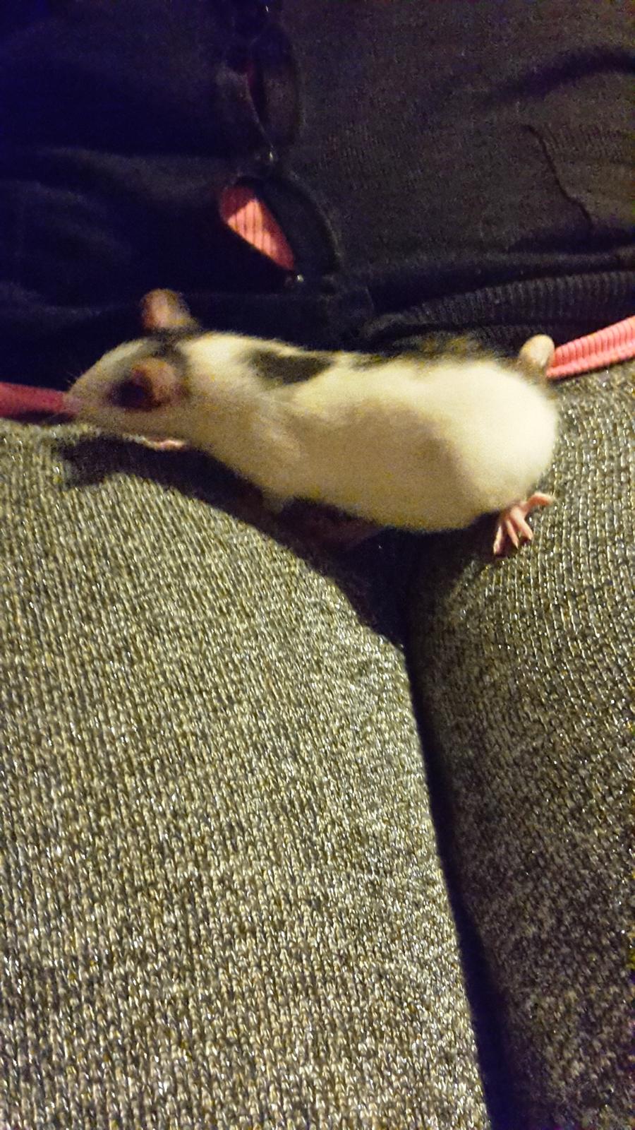 Tamrotte Puk -RIP billede 8