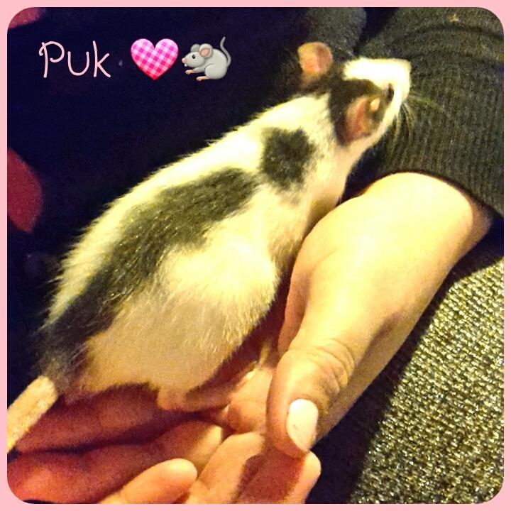 Tamrotte Puk -RIP billede 9