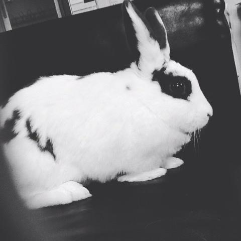 Kanin Stald Lundegaards oreo billede 2