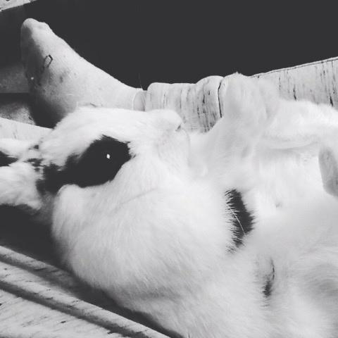 Kanin Stald Lundegaards oreo billede 3