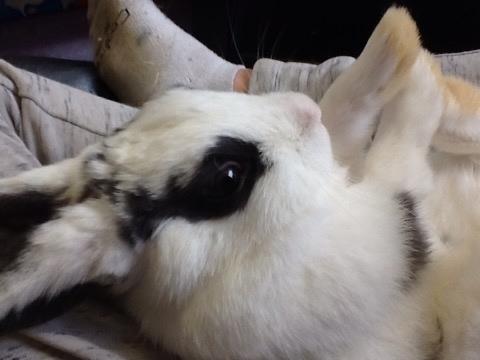 Kanin Stald Lundegaards oreo billede 4