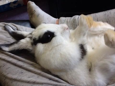 Kanin Stald Lundegaards oreo billede 5