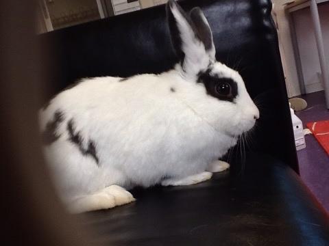 Kanin Stald Lundegaards oreo billede 6