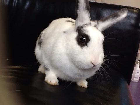 Kanin Stald Lundegaards oreo billede 8