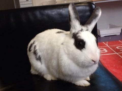 Kanin Stald Lundegaards oreo billede 9