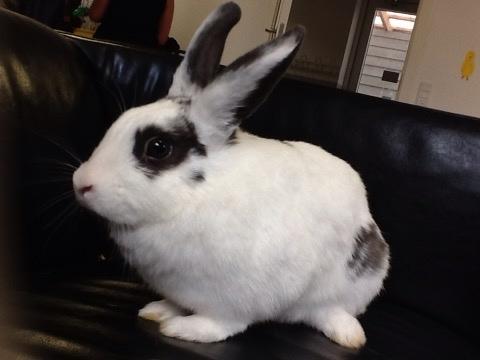 Kanin Stald Lundegaards oreo billede 10