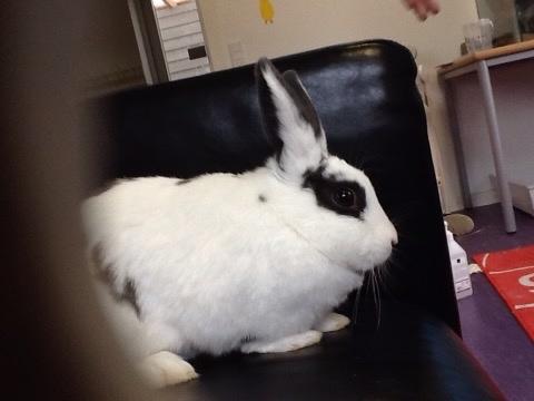 Kanin Stald Lundegaards oreo billede 11