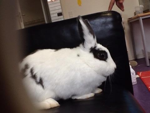 Kanin Stald Lundegaards oreo billede 12