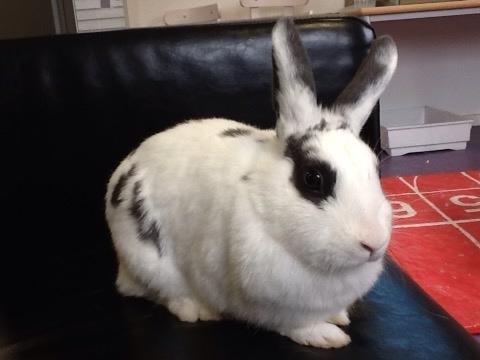 Kanin Stald Lundegaards oreo billede 13