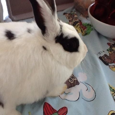 Kanin Stald Lundegaards oreo billede 14