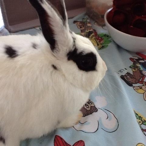 Kanin Stald Lundegaards oreo billede 15