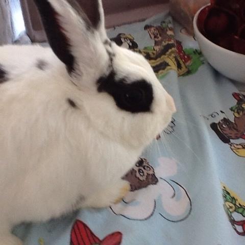 Kanin Stald Lundegaards oreo billede 16