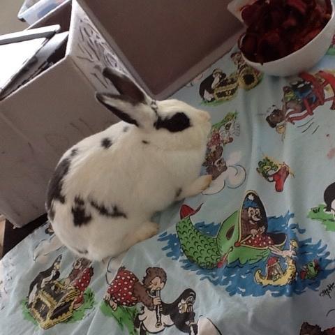 Kanin Stald Lundegaards oreo billede 17