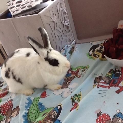 Kanin Stald Lundegaards oreo billede 18