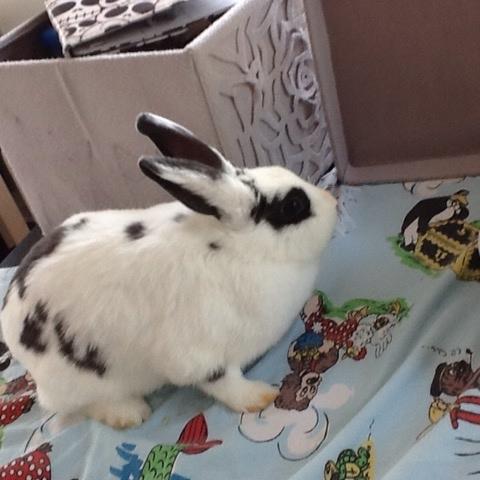 Kanin Stald Lundegaards oreo billede 19