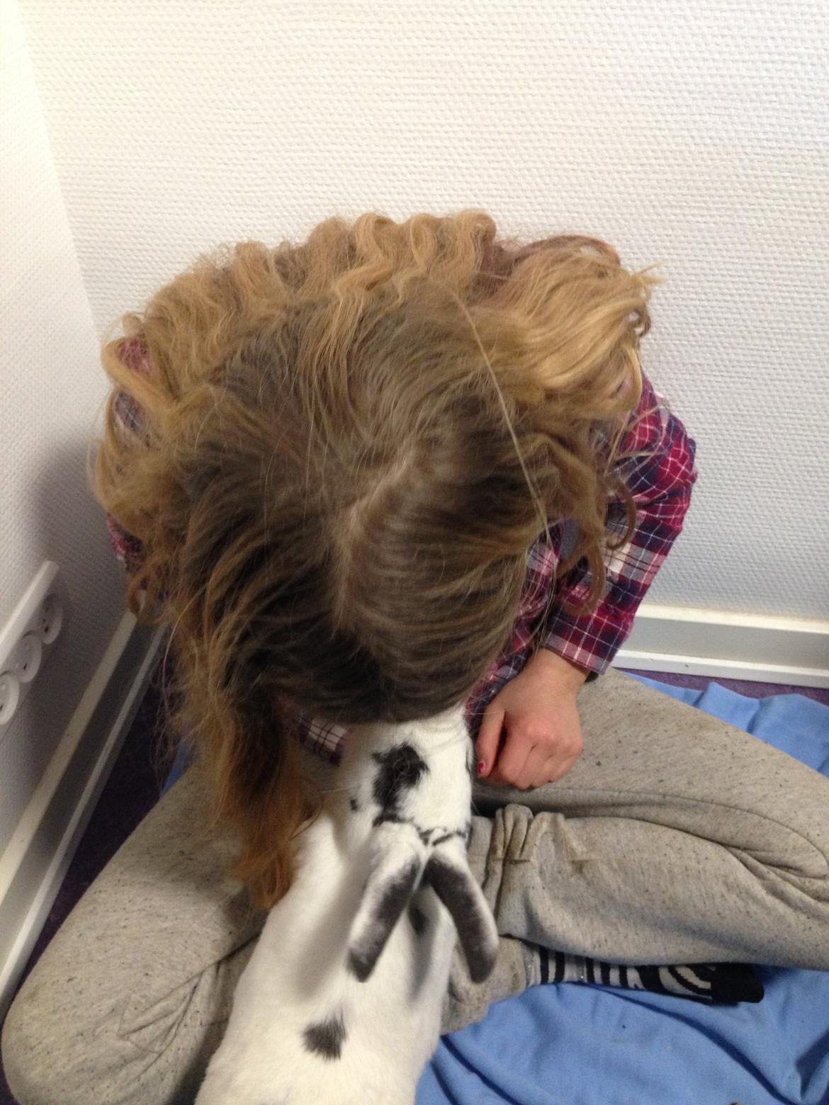 Kanin Stald Lundegaards oreo billede 20