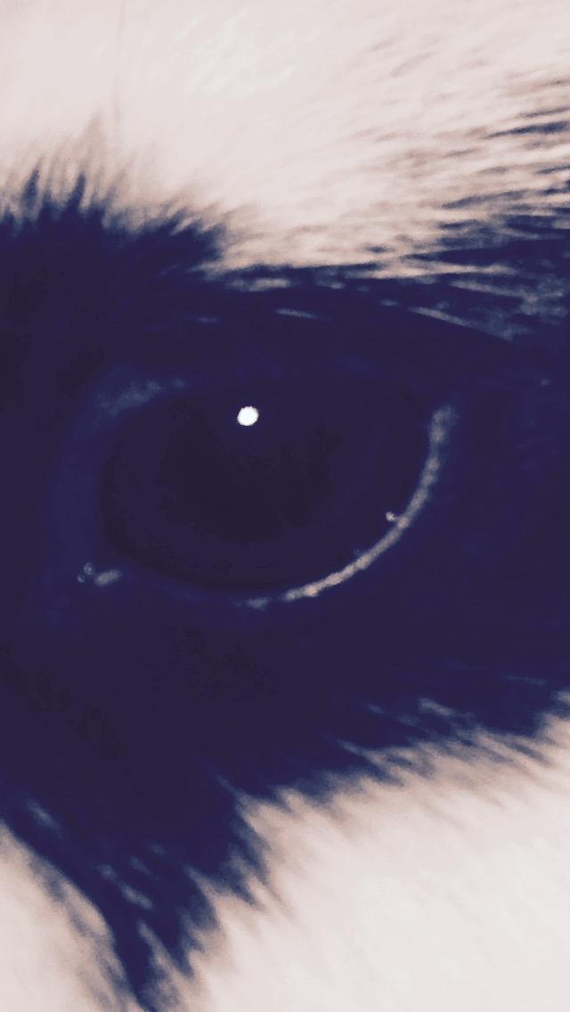 Kanin Stald Lundegaards oreo billede 22