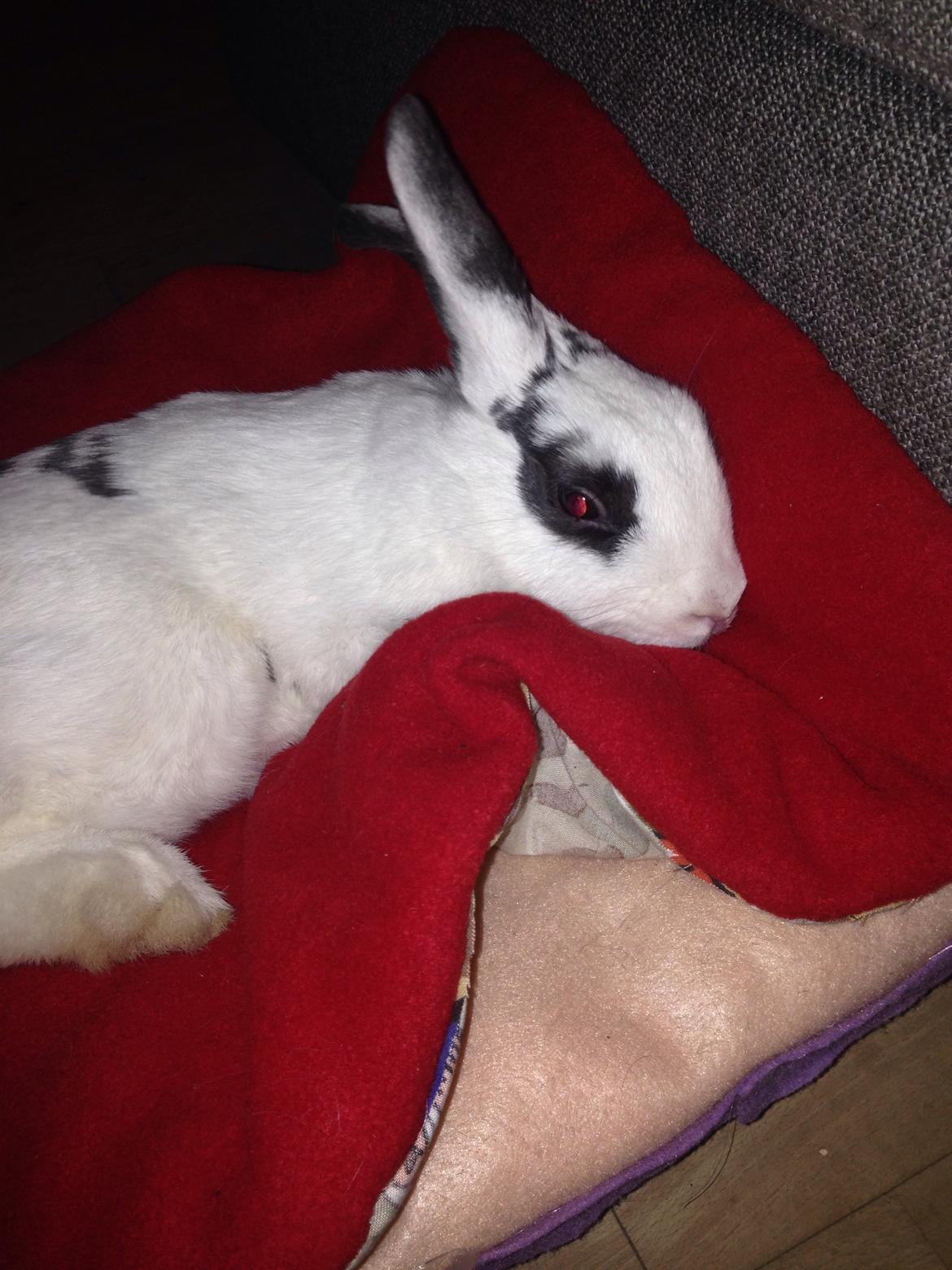 Kanin Stald Lundegaards oreo billede 23