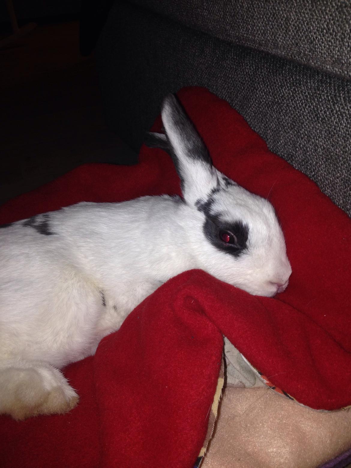 Kanin Stald Lundegaards oreo billede 24