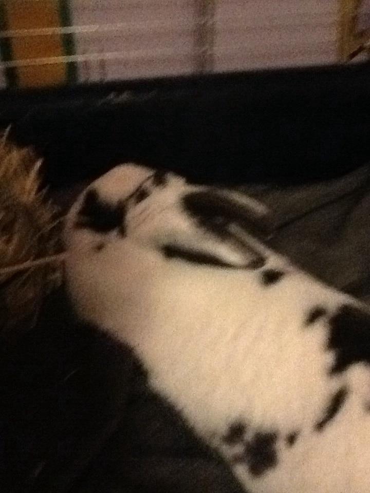 Kanin Stald Lundegaards oreo billede 25