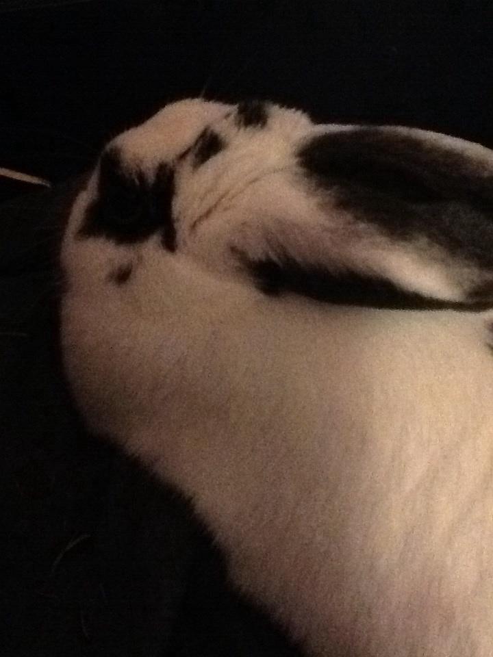 Kanin Stald Lundegaards oreo billede 26