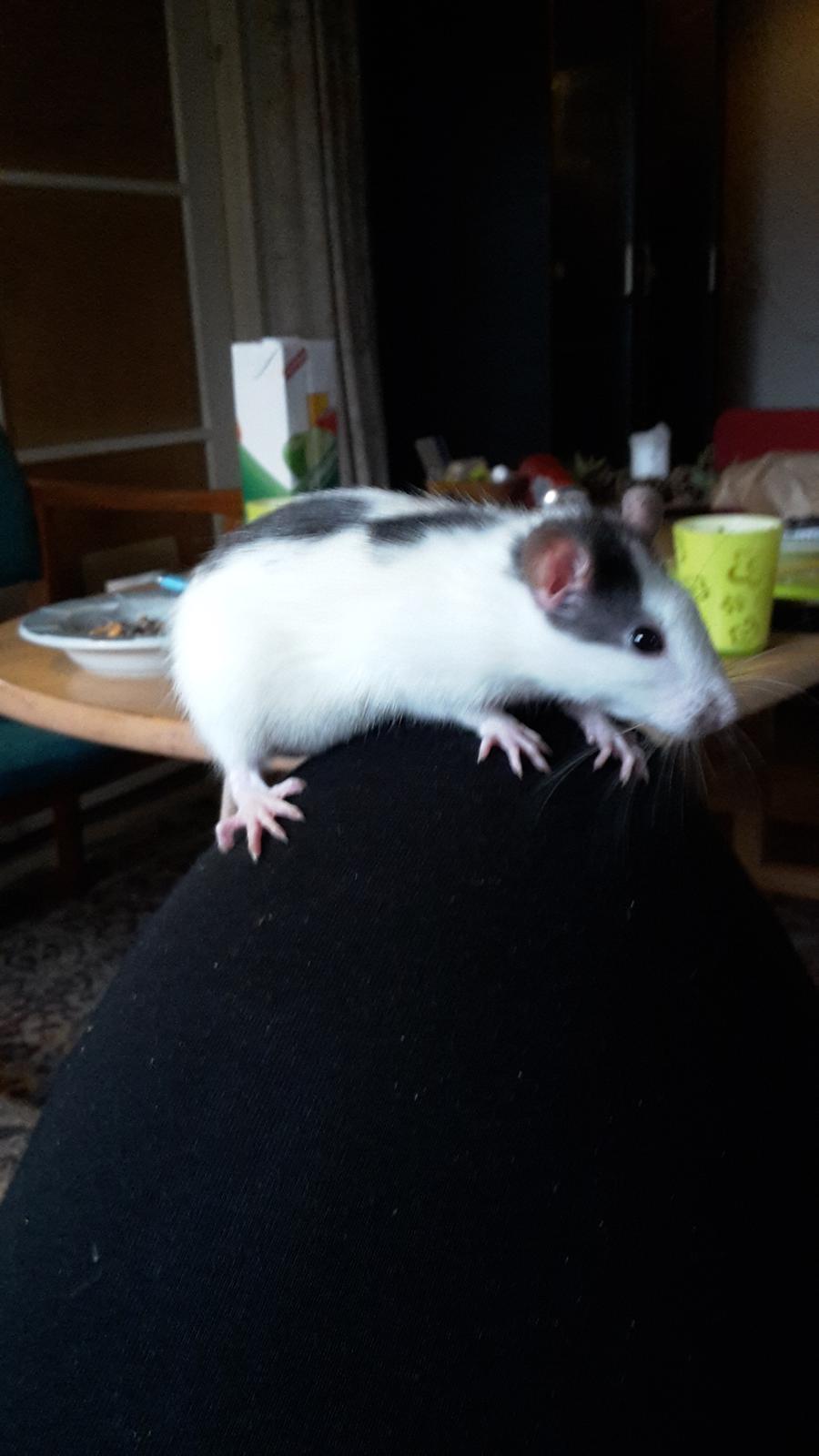 Tamrotte Puk -RIP billede 11